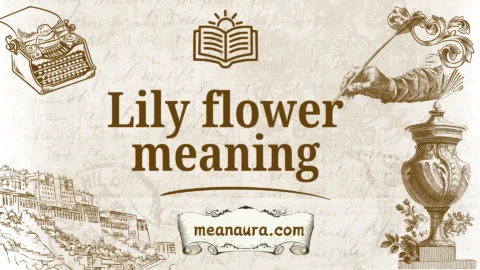 lily flower meaning