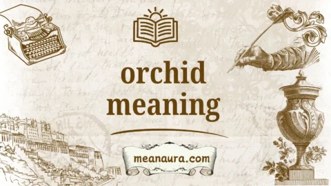 orchid meaning
