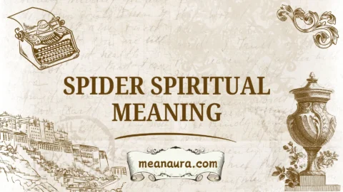 spider spiritual meaning